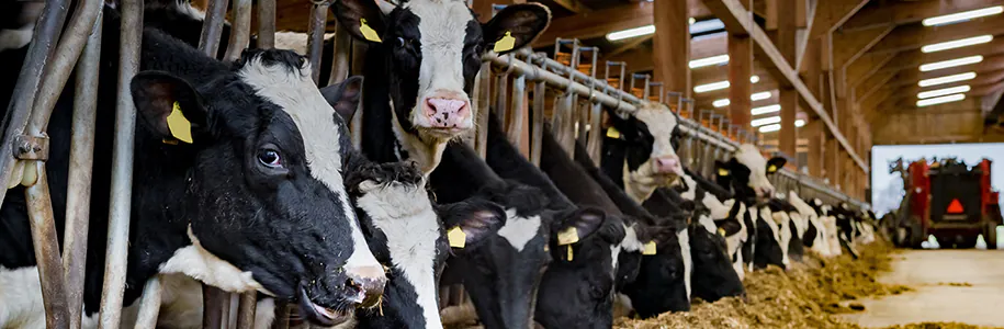 Beleuchtung im Kuhstall